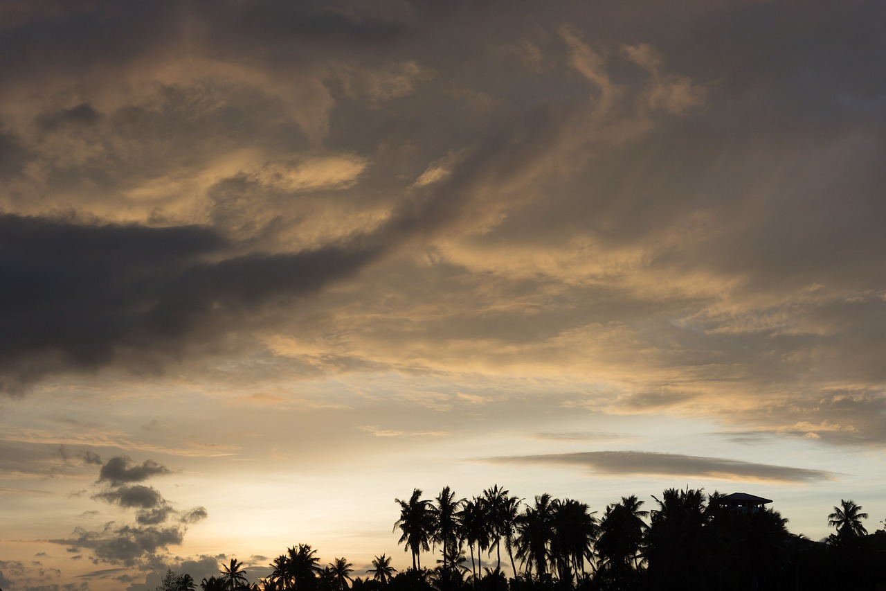 sky sunset palmtree free photo