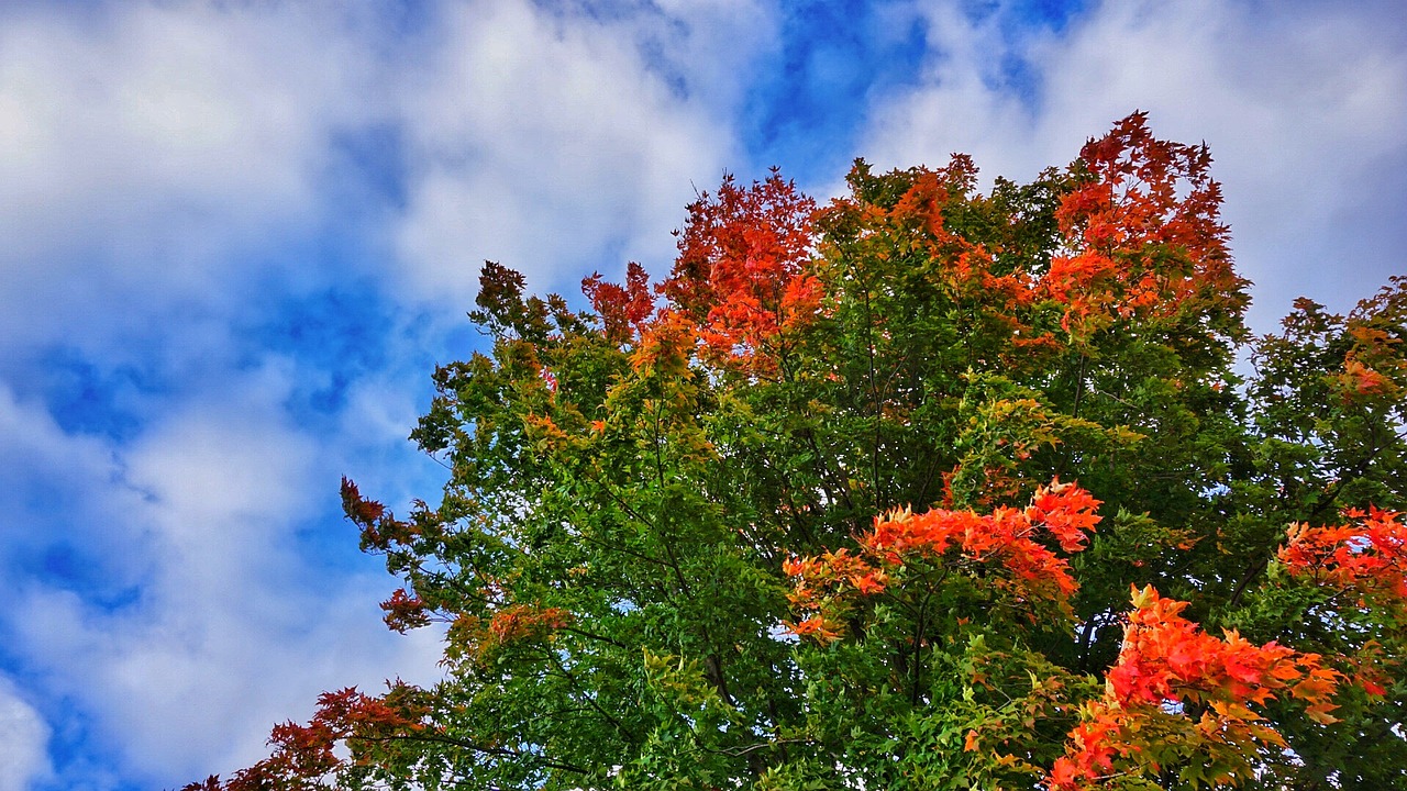 sky tree fall free photo