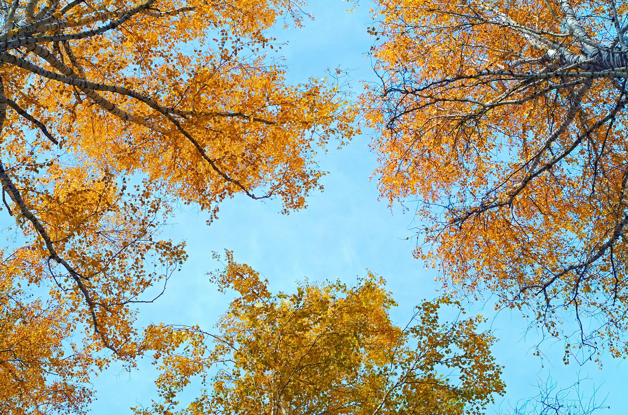 sky autumn birch free photo