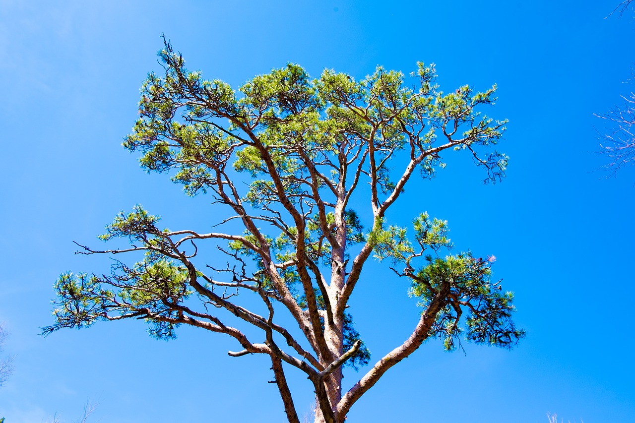 sky pine needles free photo