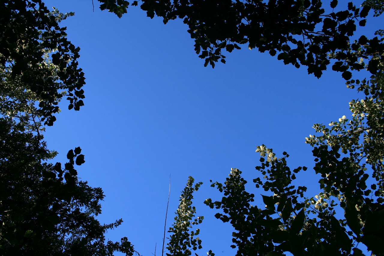 sky trees tree tops free photo