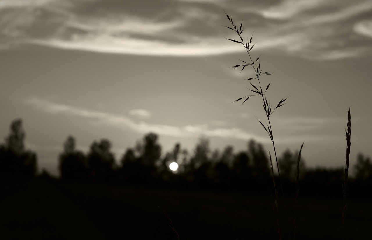 sky clouds white free photo