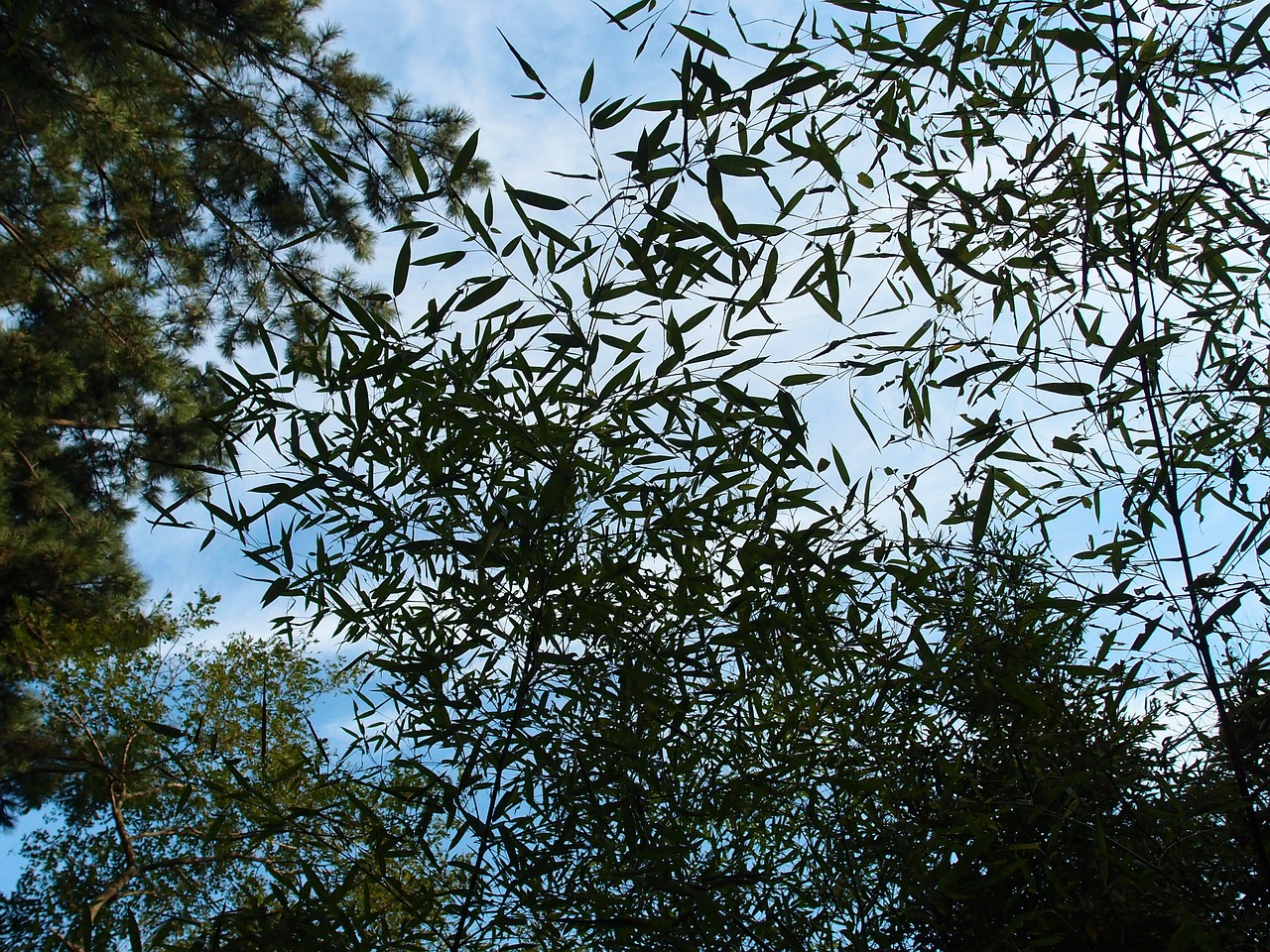 sky bamboo forest nature free photo