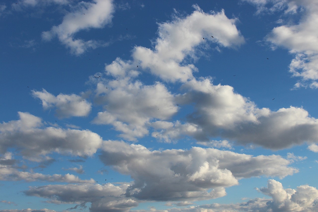 sky birds freedom free photo