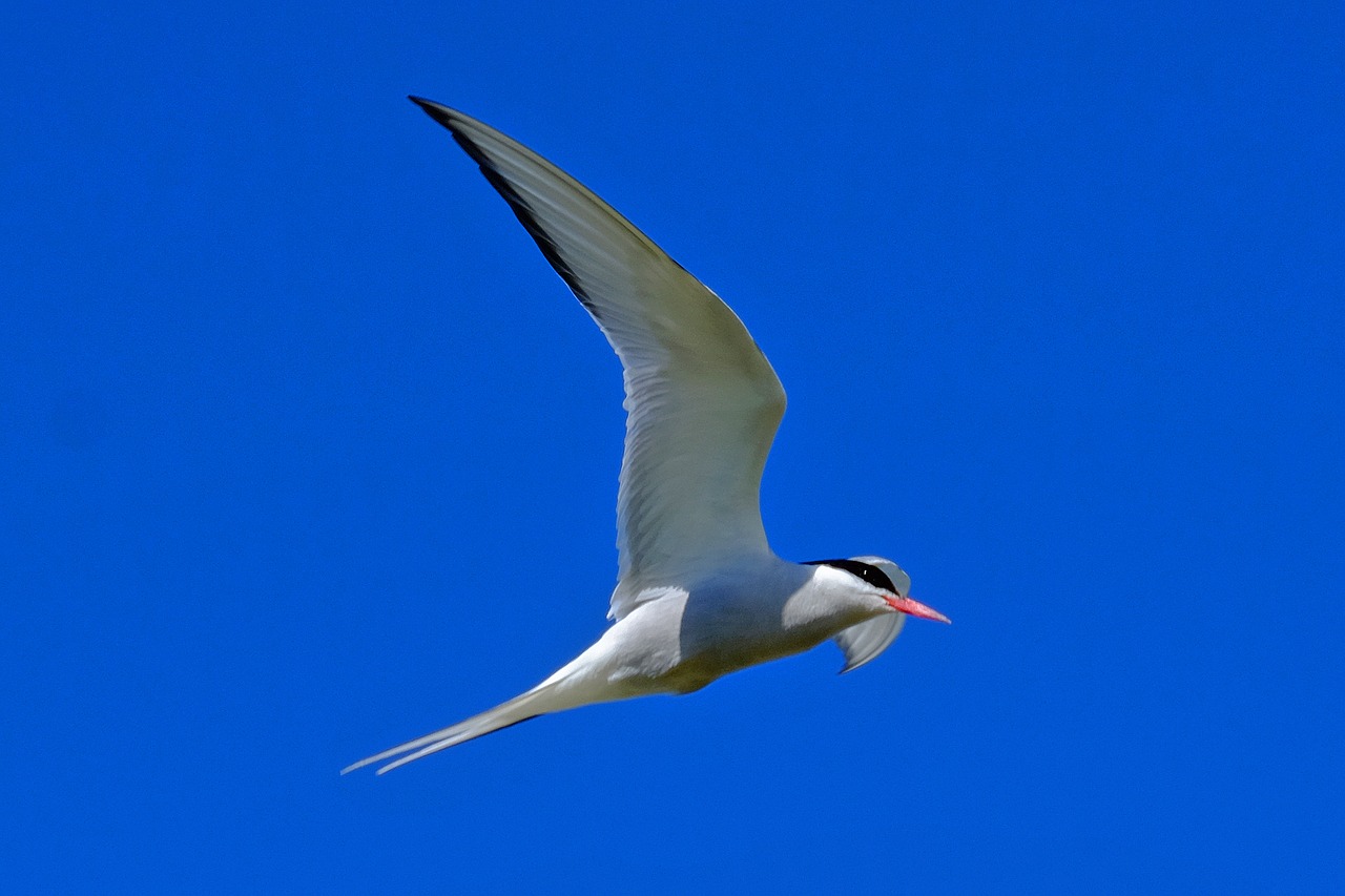 sky bird tern free photo