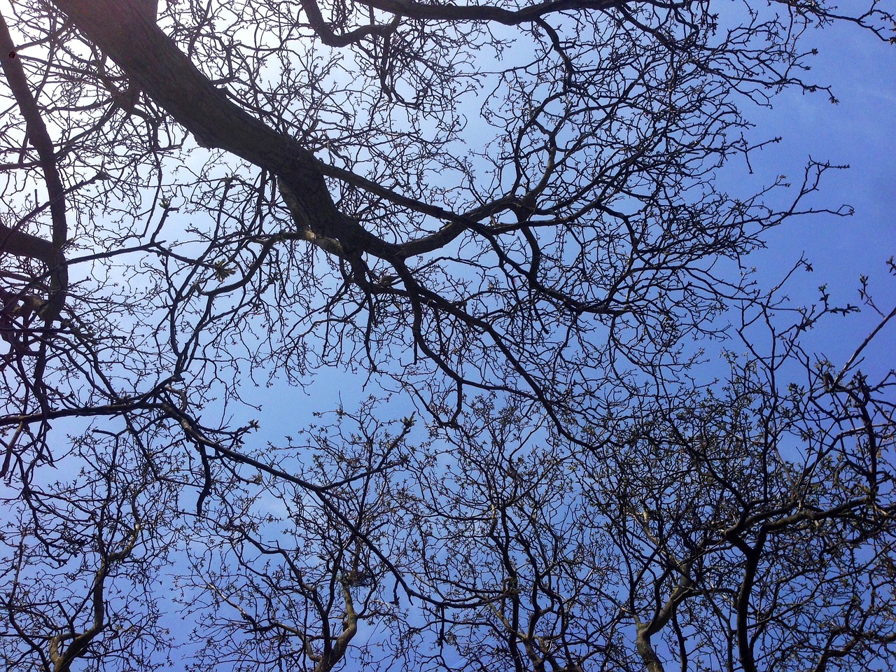 sky aesthetic sky tree free photo