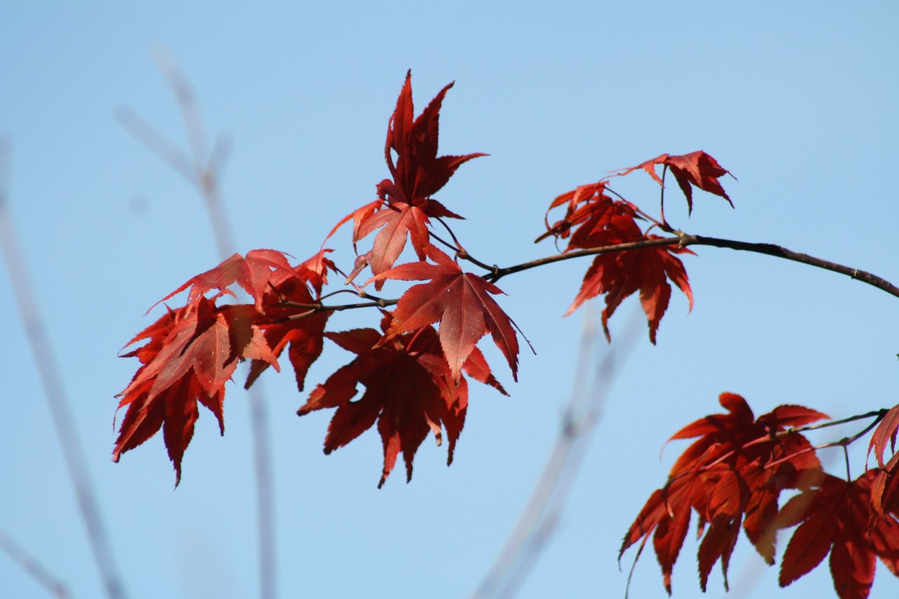 sky blue autumn free photo