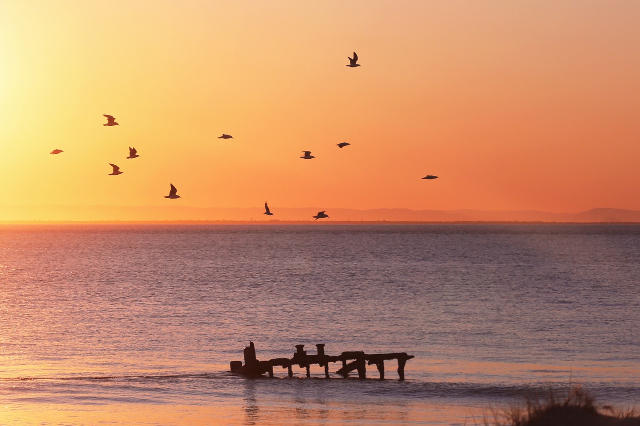 sky birds dock free photo