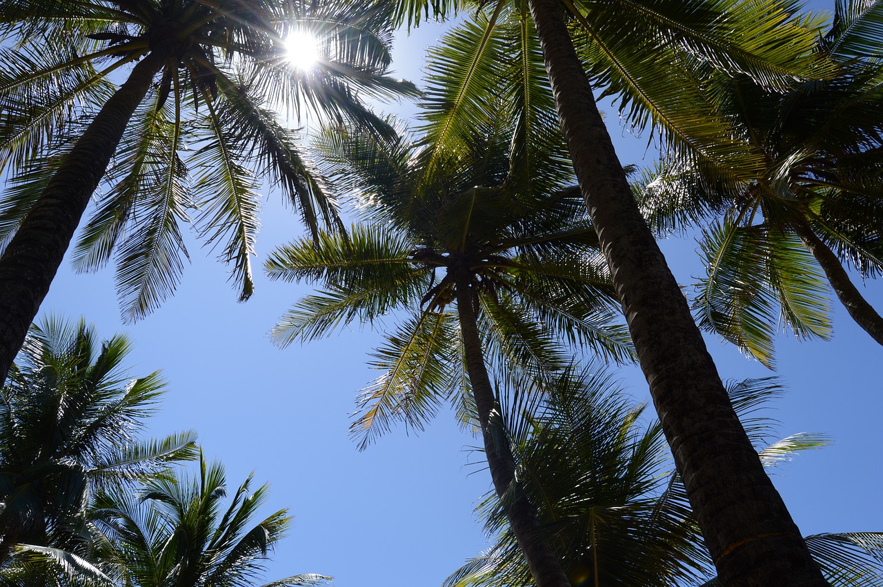 sky coconut tree light free photo