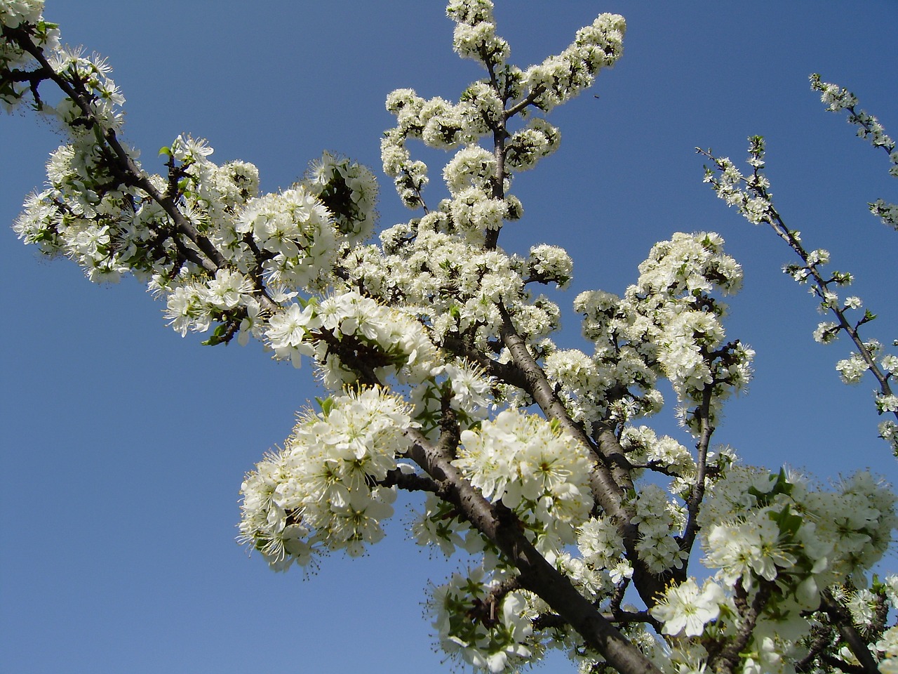 sky spring flowers free photo