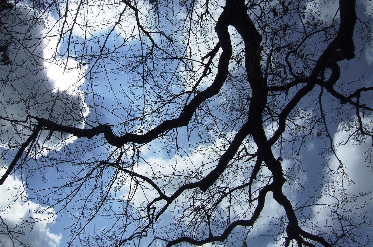 sky trees clouds free photo