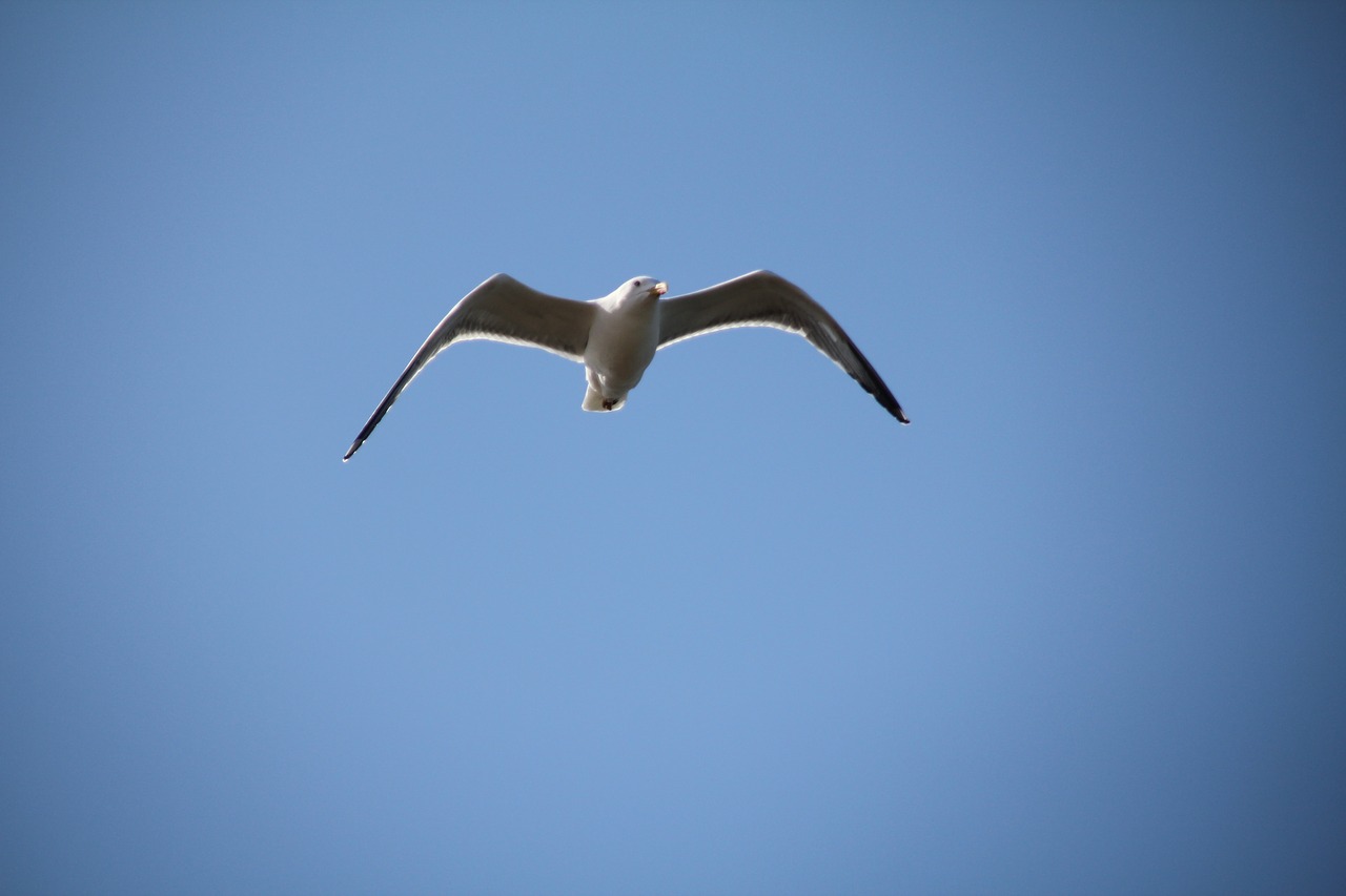 sky seagull bird free photo