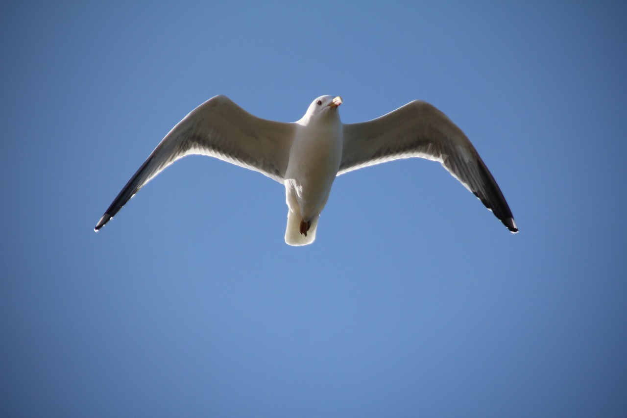 sky seagull bird free photo