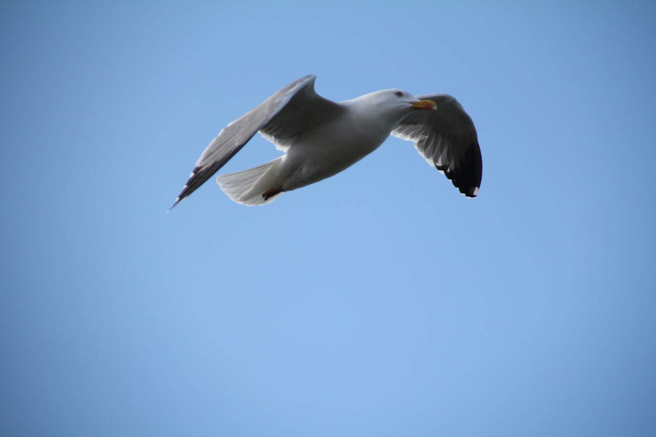 sky seagull bird free photo