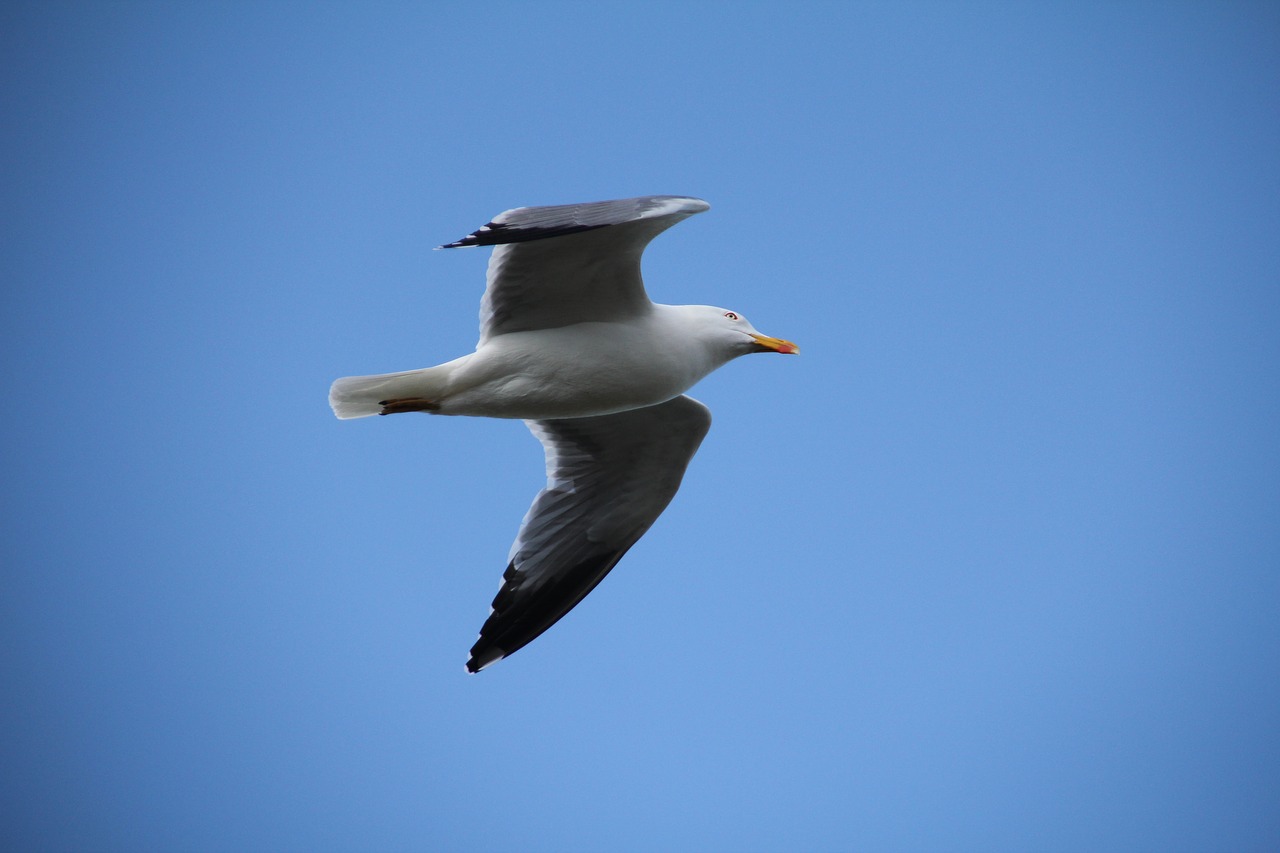 sky seagull bird free photo