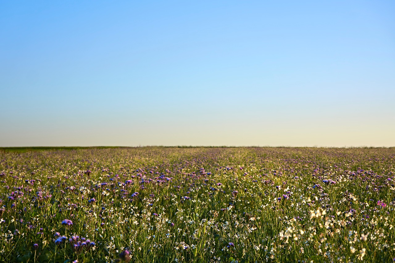 sky field flowers free photo