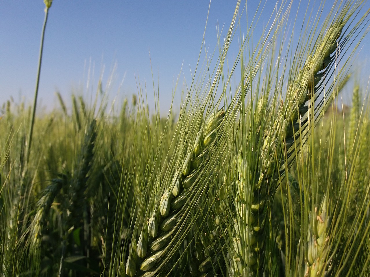 sky wheat fields free photo