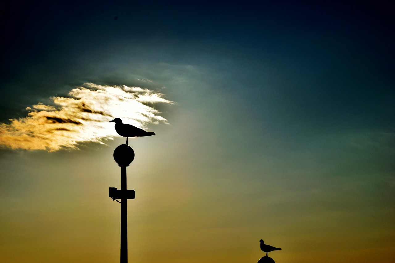 sky sea ocean free photo