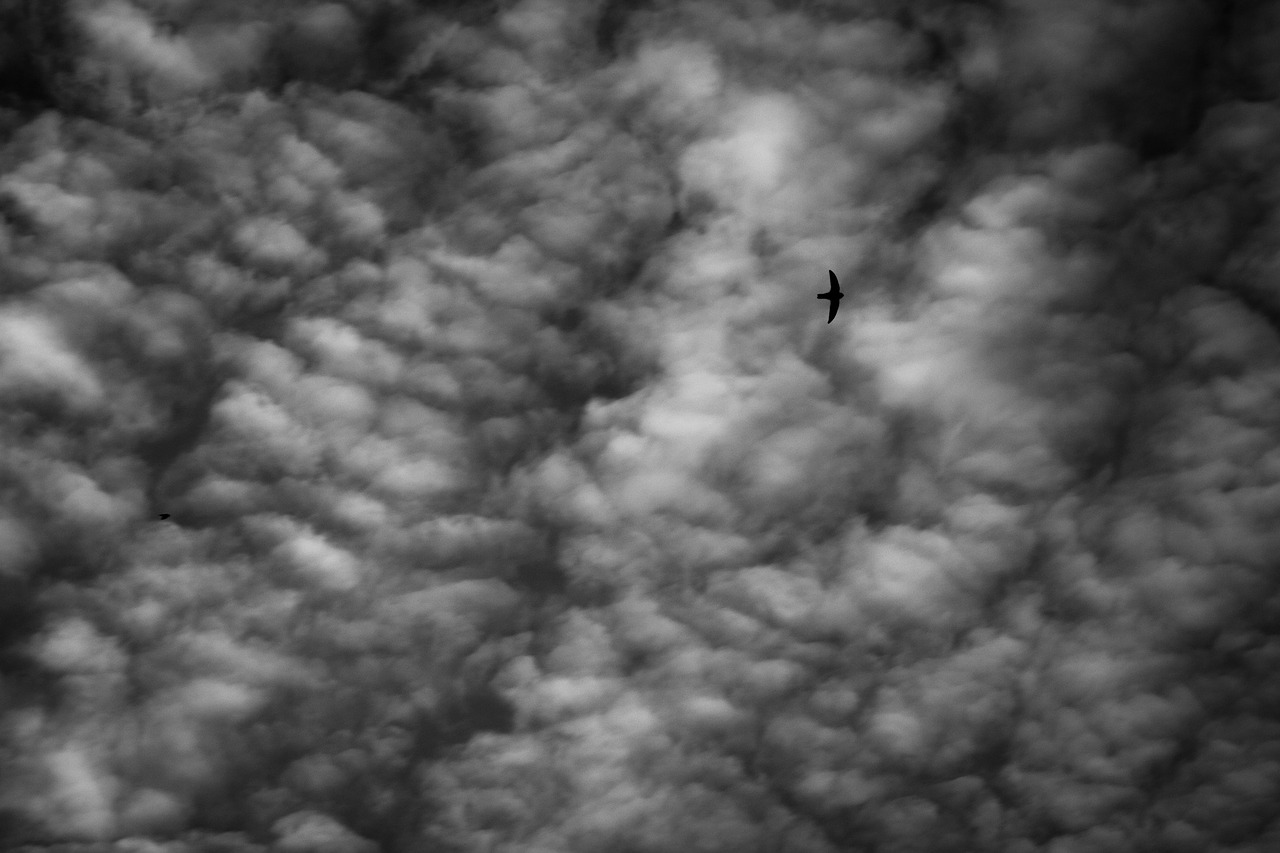 sky bird cloud free photo