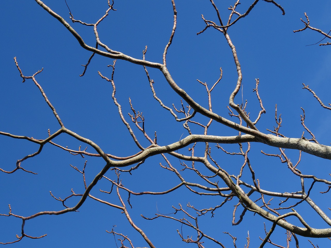 sky tree organic free photo