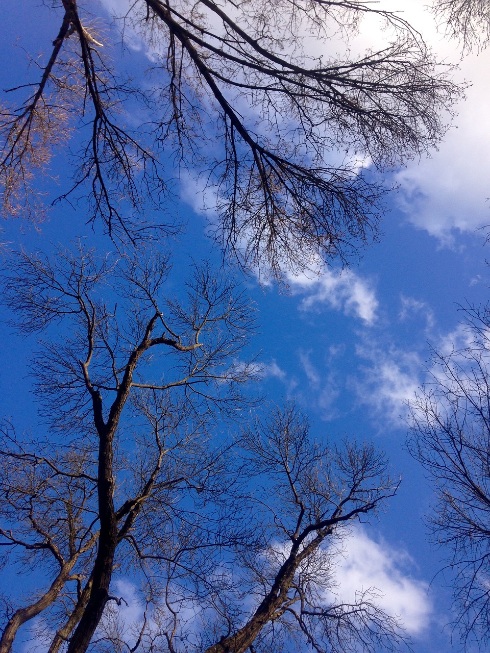 sky blue trees free photo