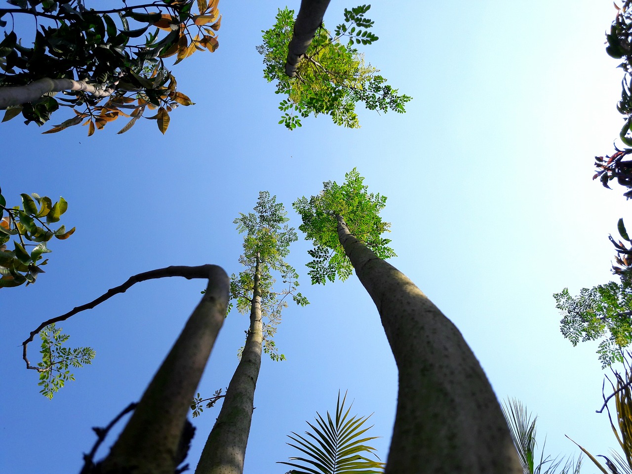 sky trees blue free photo