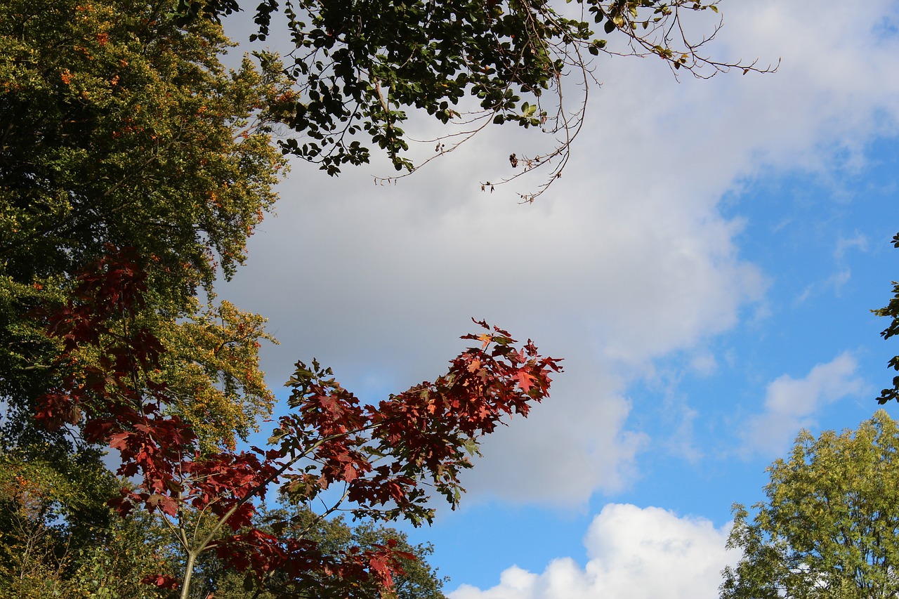 sky trees autumn free photo