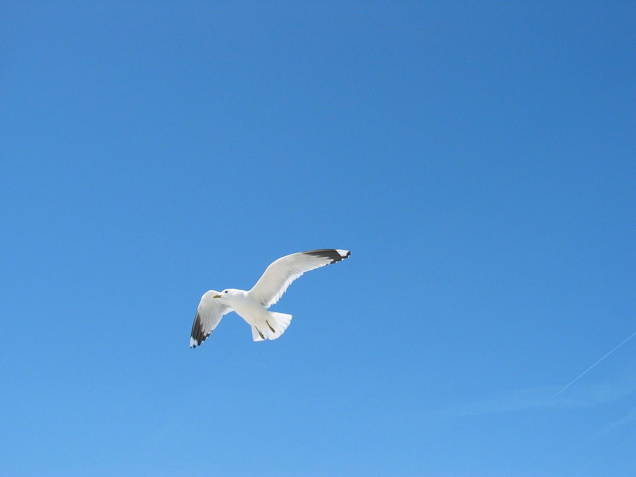 sky seagull blue free photo