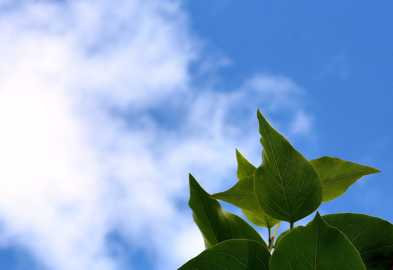 sky leaves lilac free photo