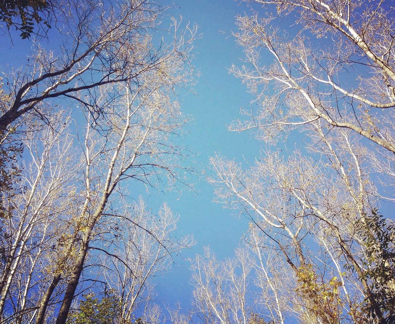 sky trees branches free photo