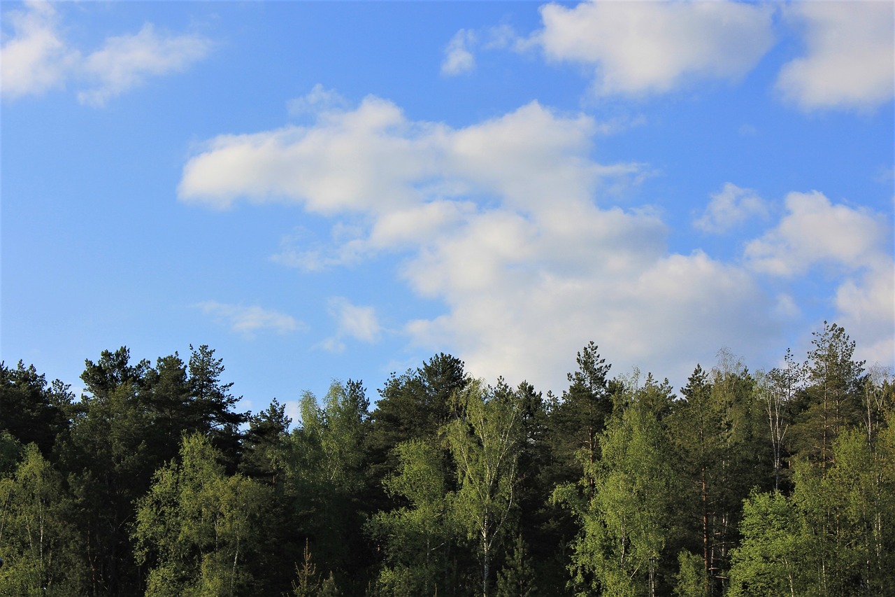 sky forest nature free photo