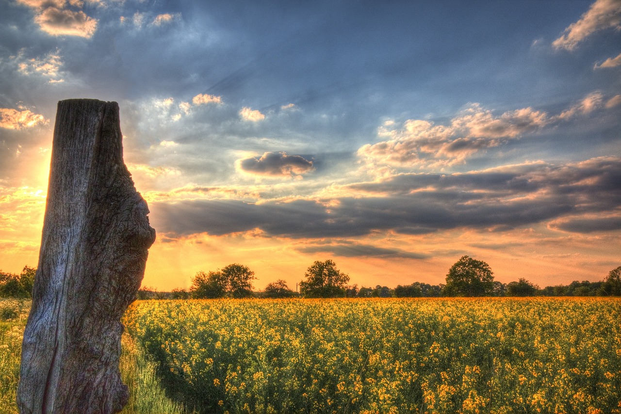 sky oilseed rape field of rapeseeds free photo