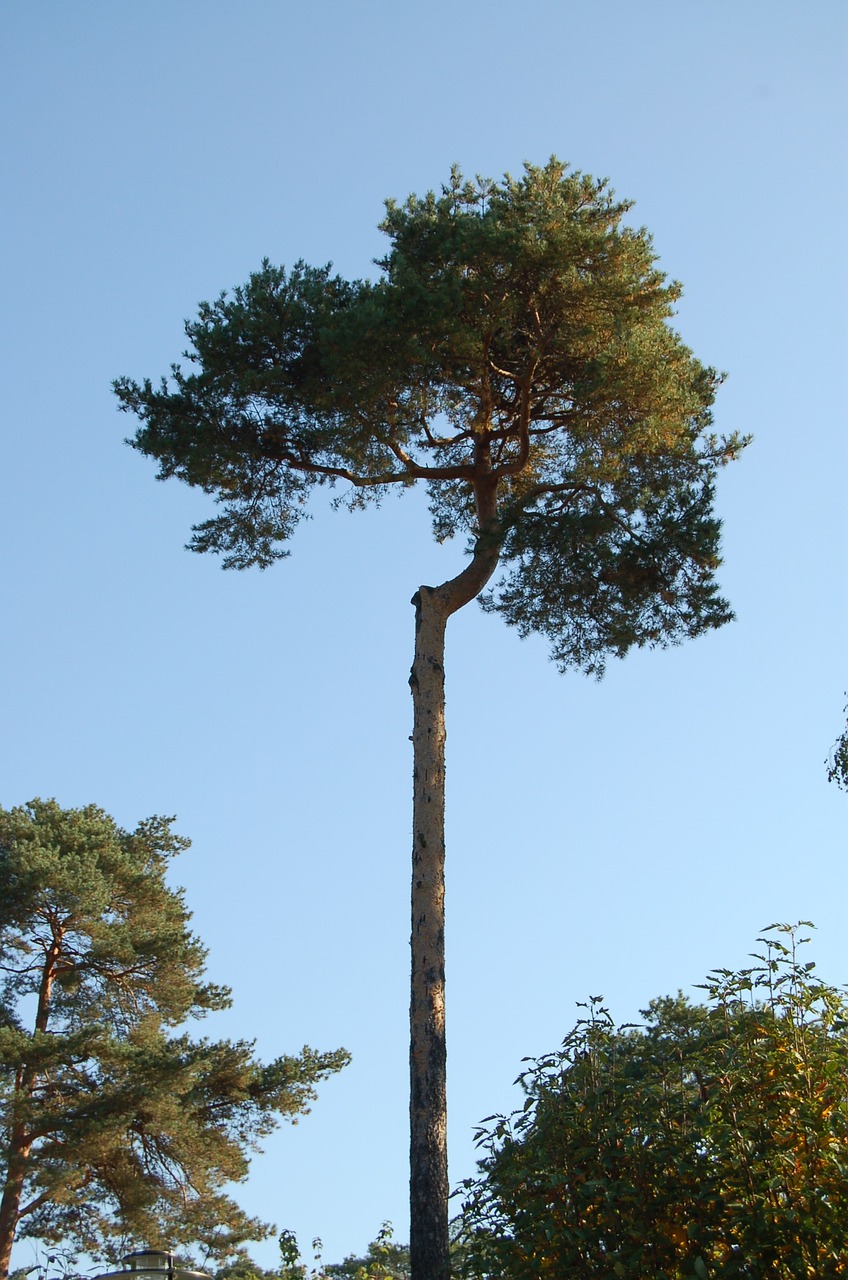 sky tree pine free photo