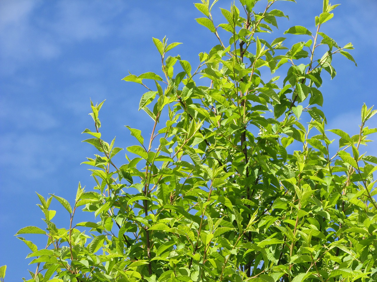 sky tree nature free photo