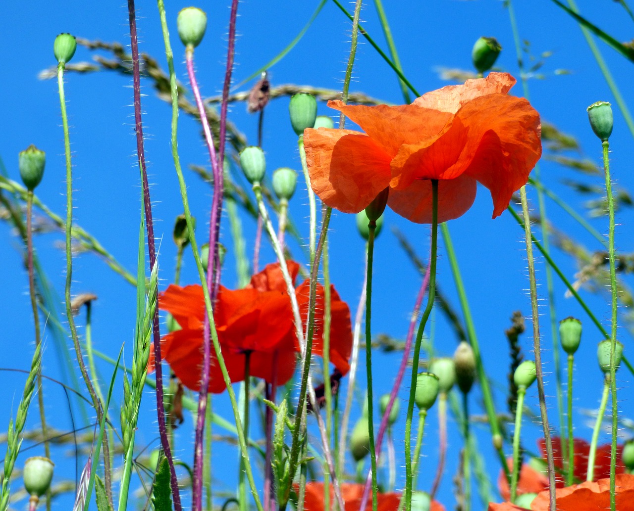 sky poppies flowers free photo