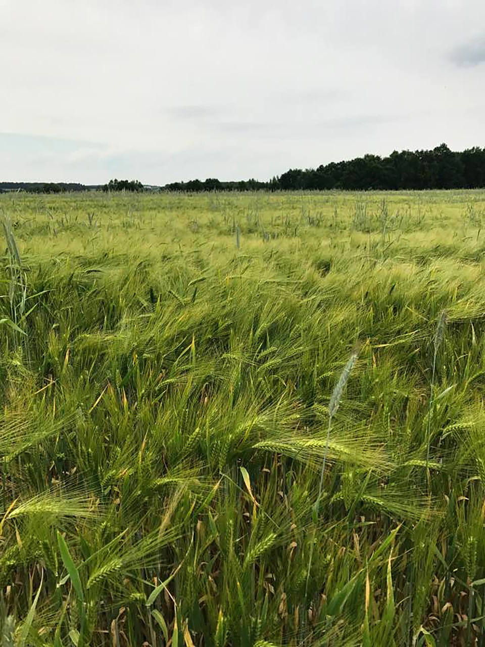 sky cornfield green grain field free photo