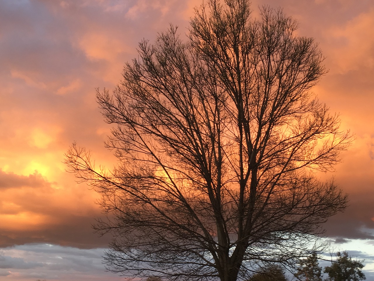 sky tree nature free photo