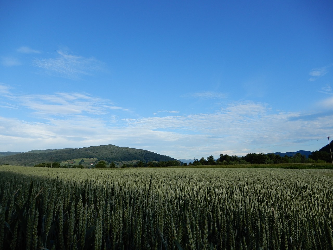 sky blue cereals free photo