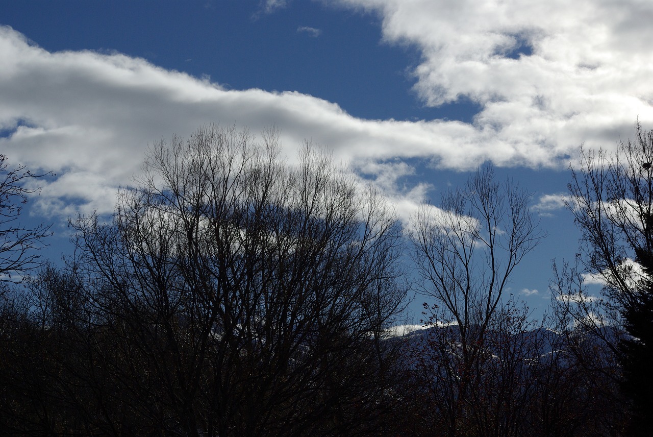 sky tree cloud free photo