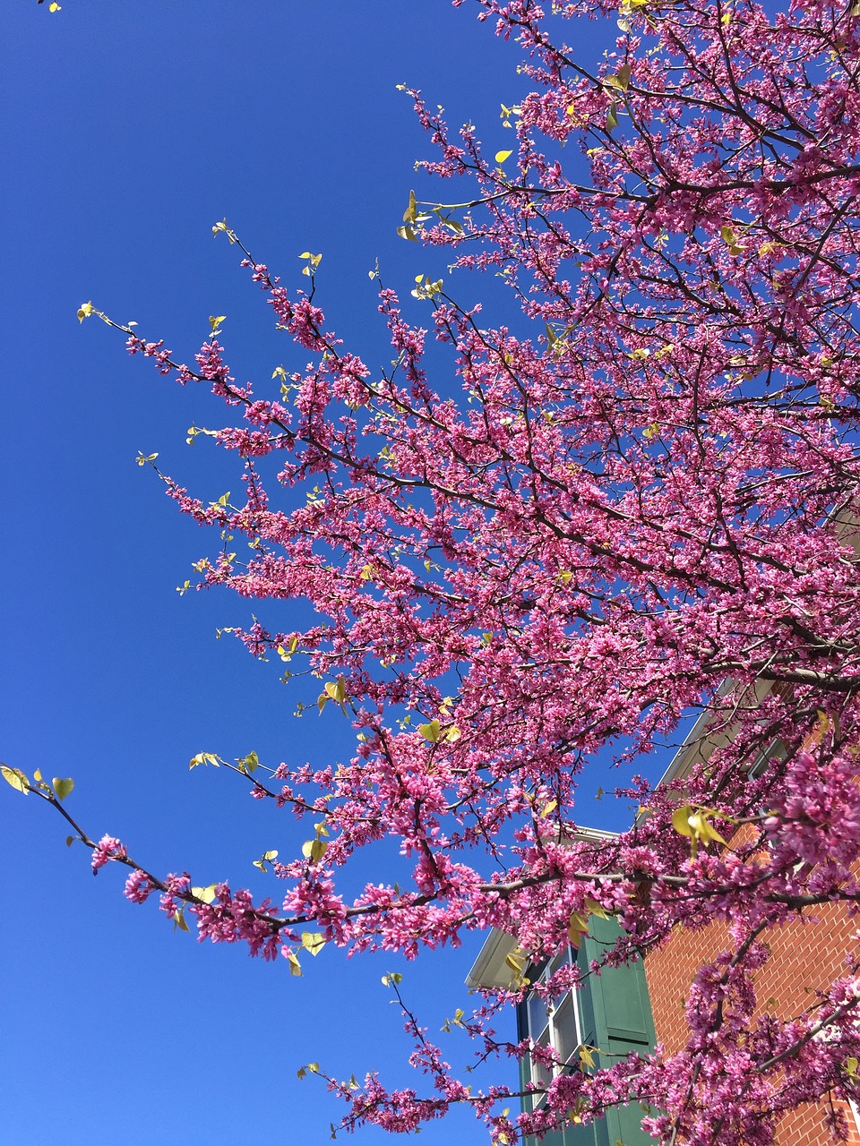 sky blue pink free photo