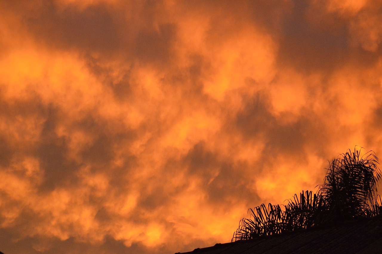 sky orange trees free photo