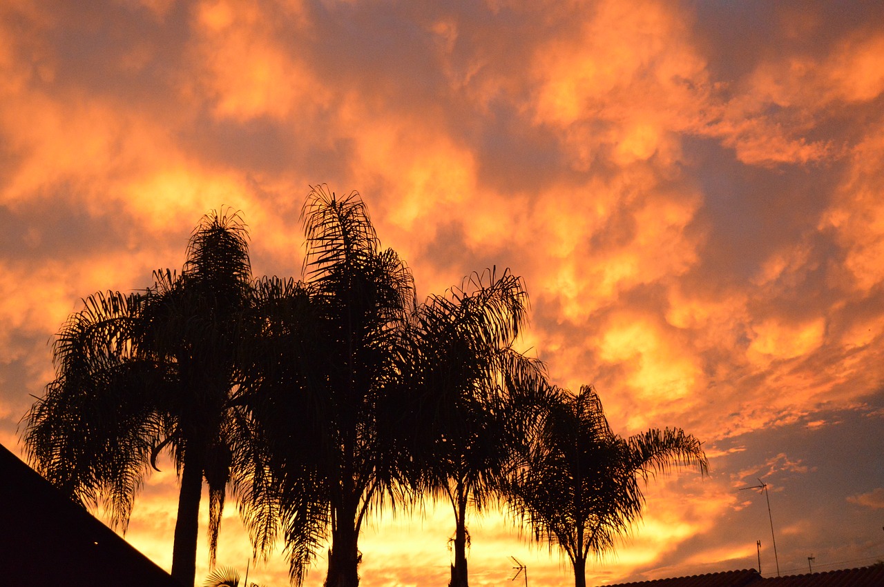 sky orange trees free photo