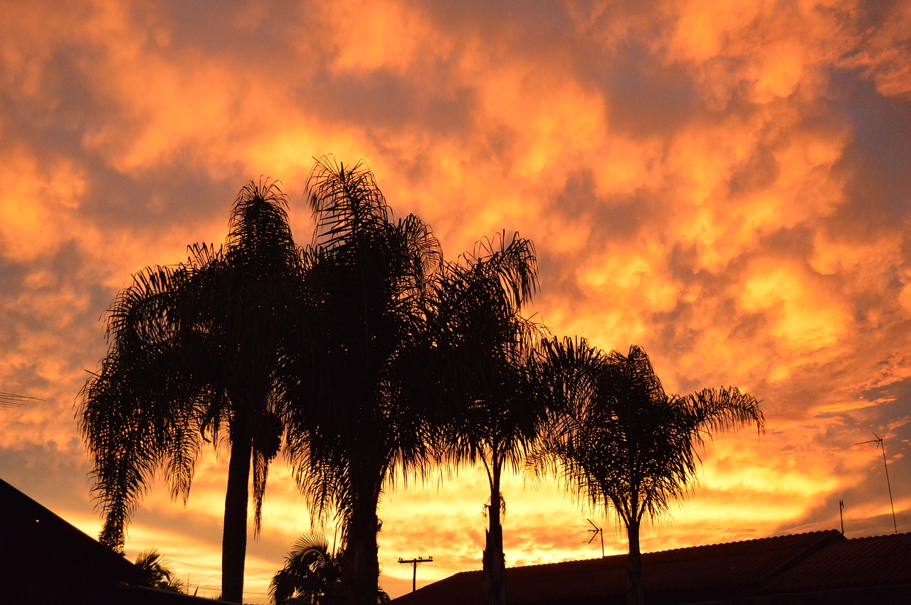 sky orange trees free photo