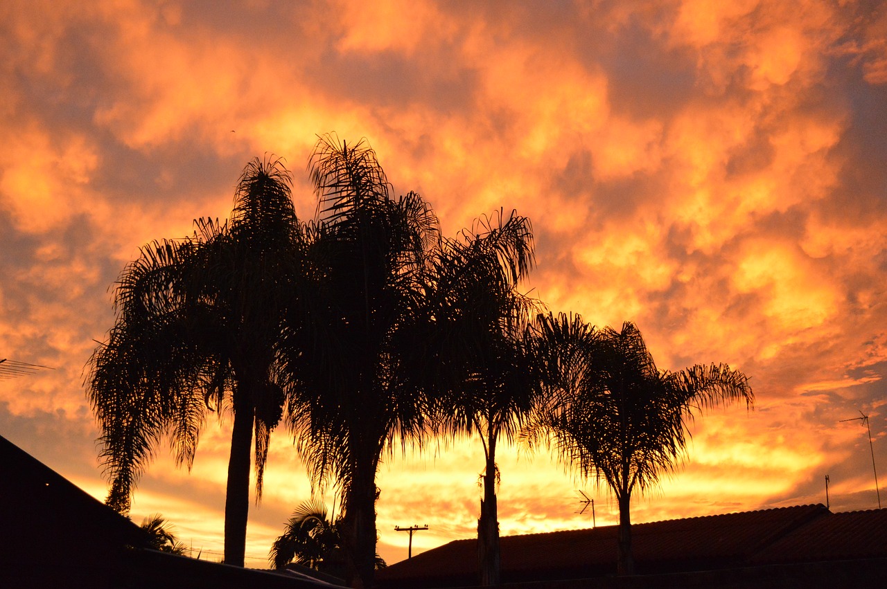 sky orange trees free photo