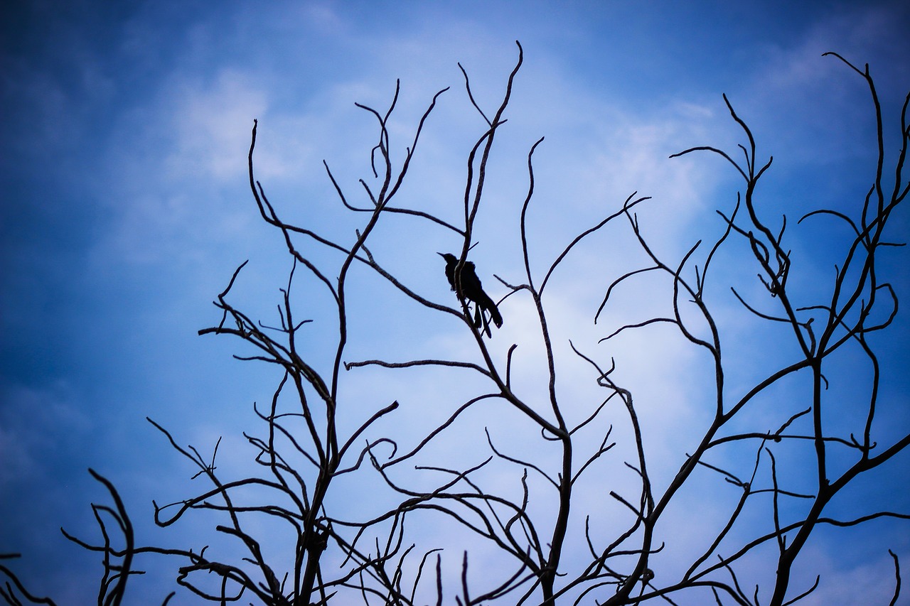 sky blue bird free photo