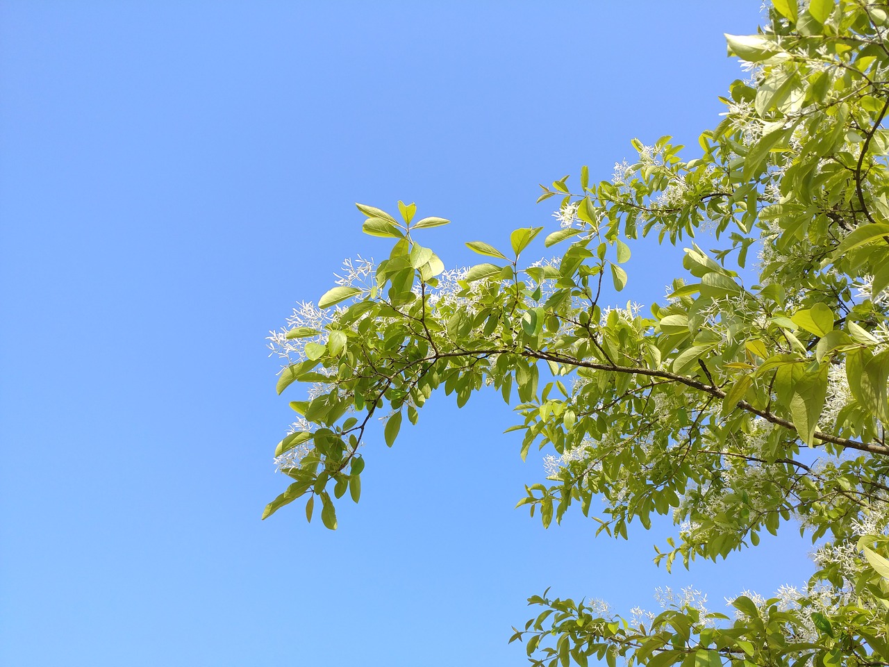 sky branches landscape free photo