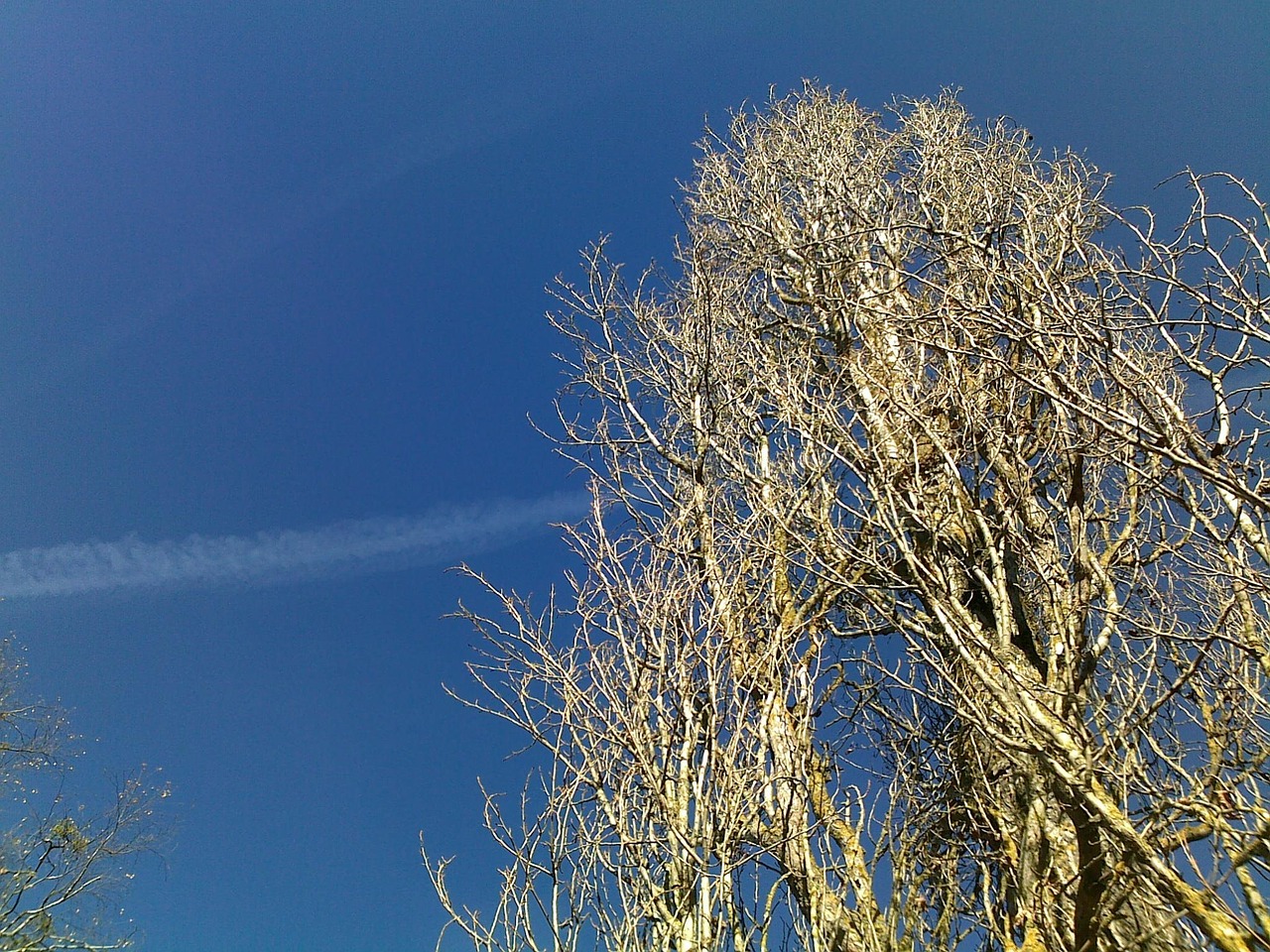 sky tree contrail free photo