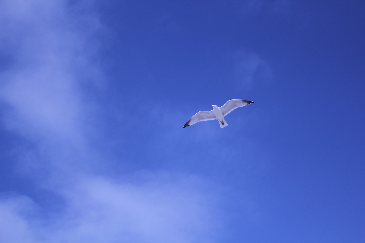 sky bird flying free photo