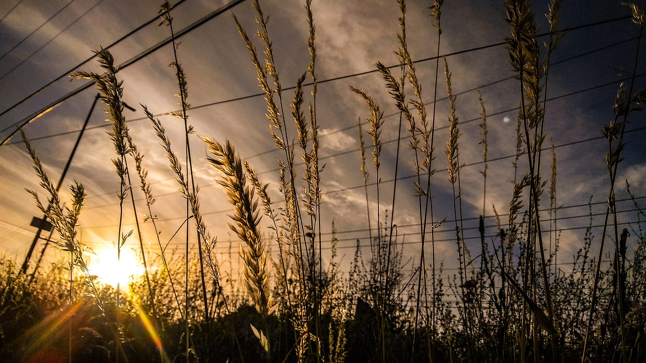 sky grass sunset free photo