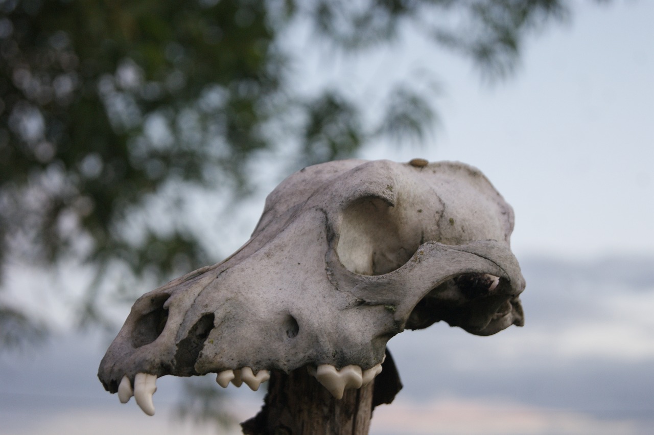 Самые страшные черепа животных